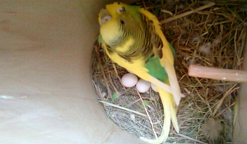 Волнистый попугай Budgie