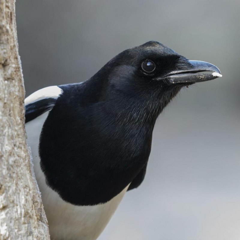 Magpie Bird