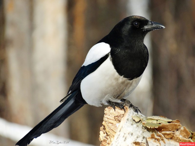Spectacled Magpies Bird