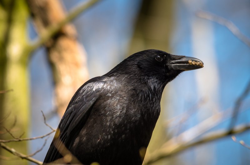Ворона американская (Corvus brachyrhynchos)