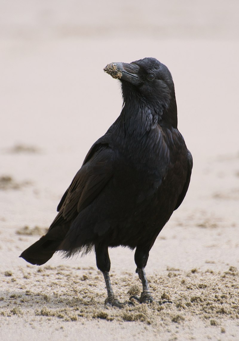 Flock of Raven