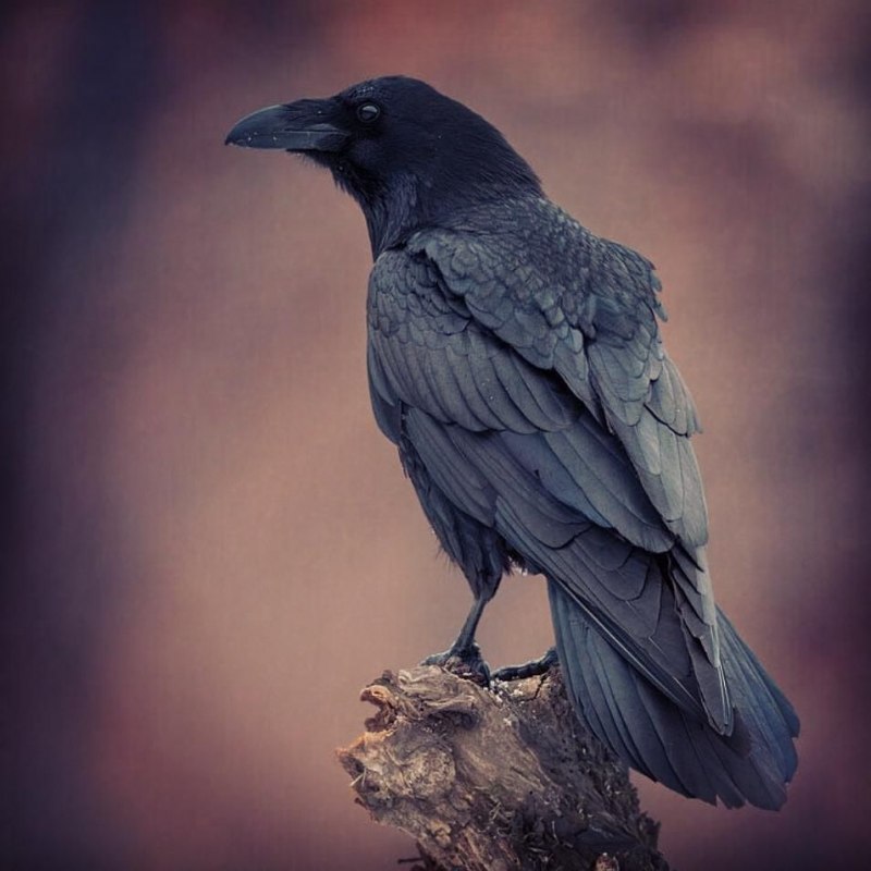 Corvus Corax птица