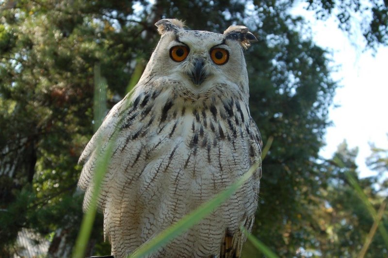 Bubo Bubo Филин ареал обитания