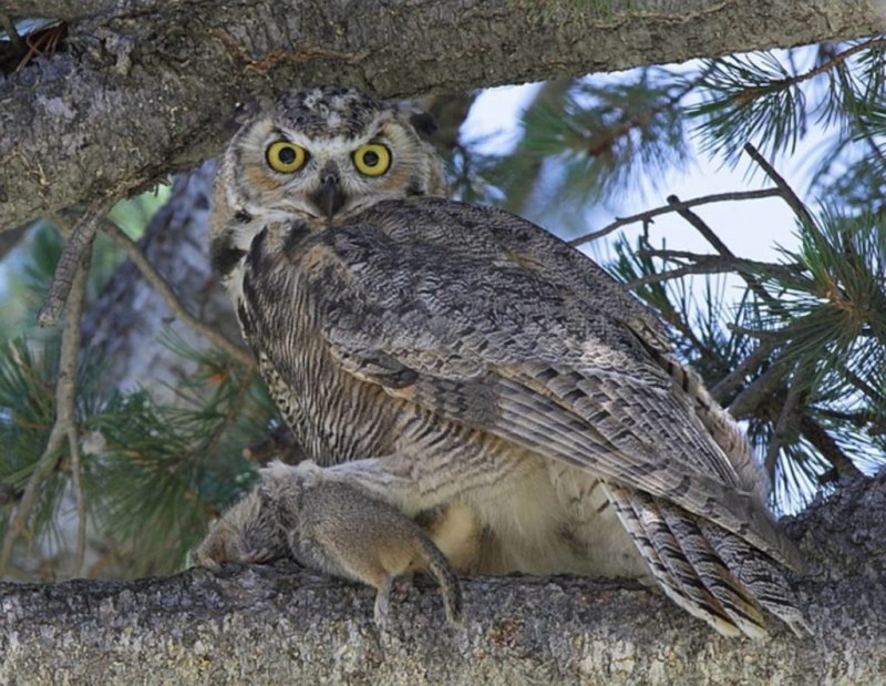 Great Horned Owl (Сыч)