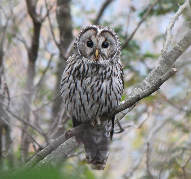 Формы Strix uralensis