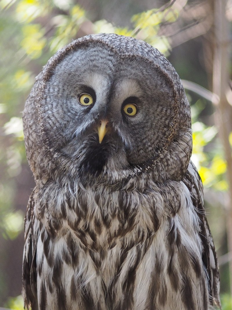 Bubo coromandus