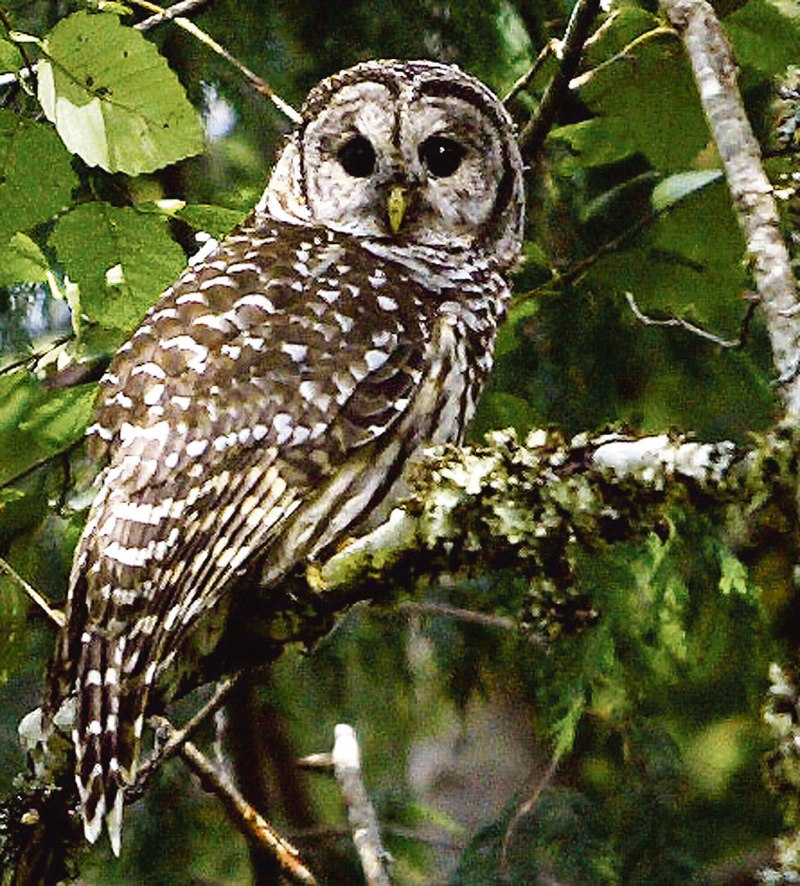Strix aluco sylvatica