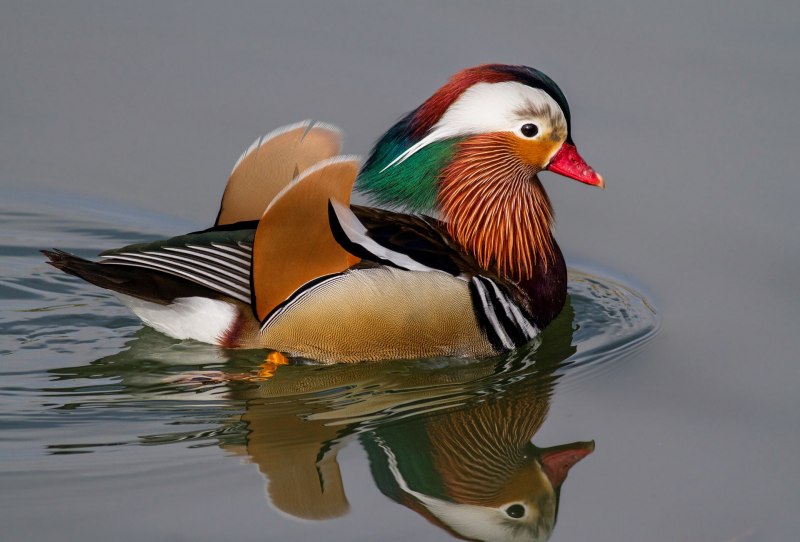 Мандаринка Aix galericulata