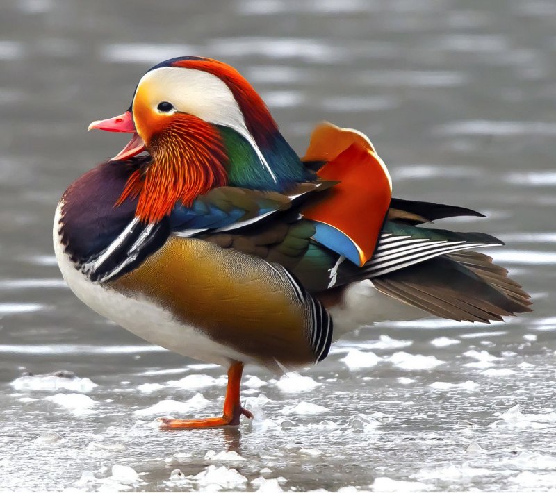 «Утка Мандаринка (Aix galericulata