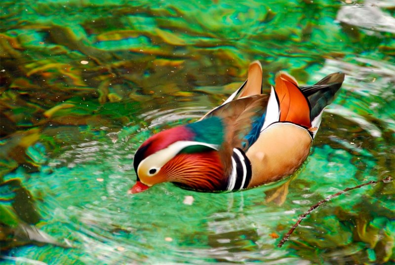 Мандаринка Aix galericulata