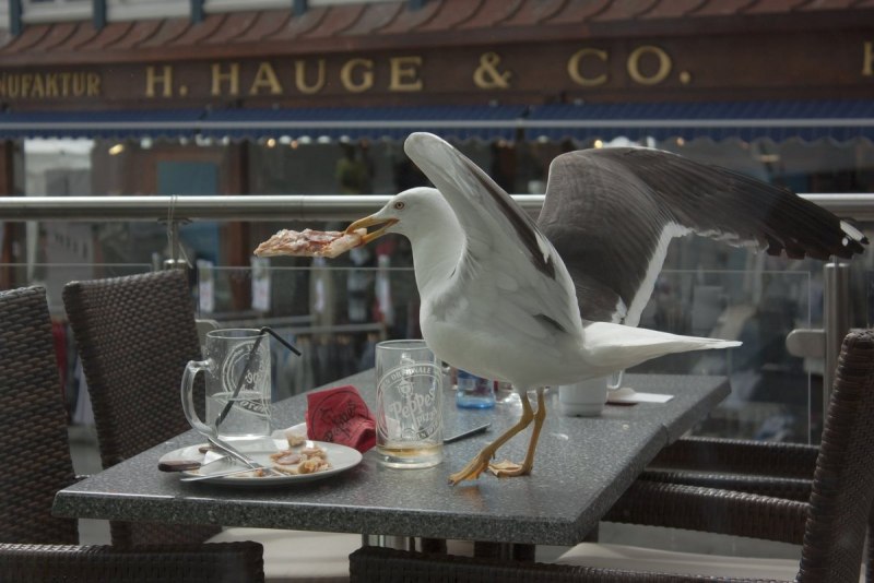 Seagulls food