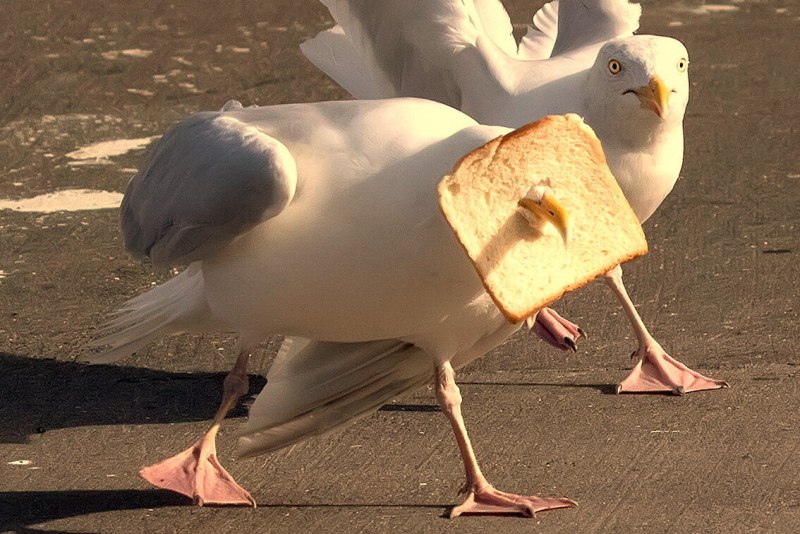 Смешная Чайка