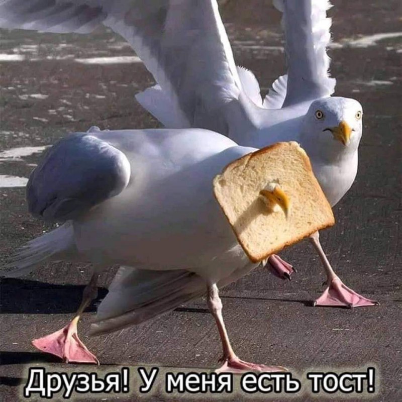 Птицы приколы