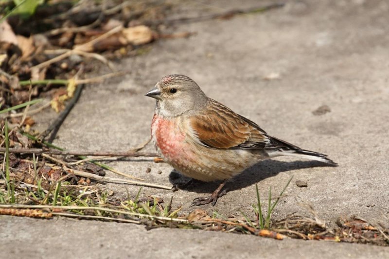 Птица с красноватой грудкой