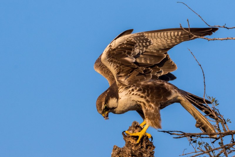 Лаггар (Falco Jugger)
