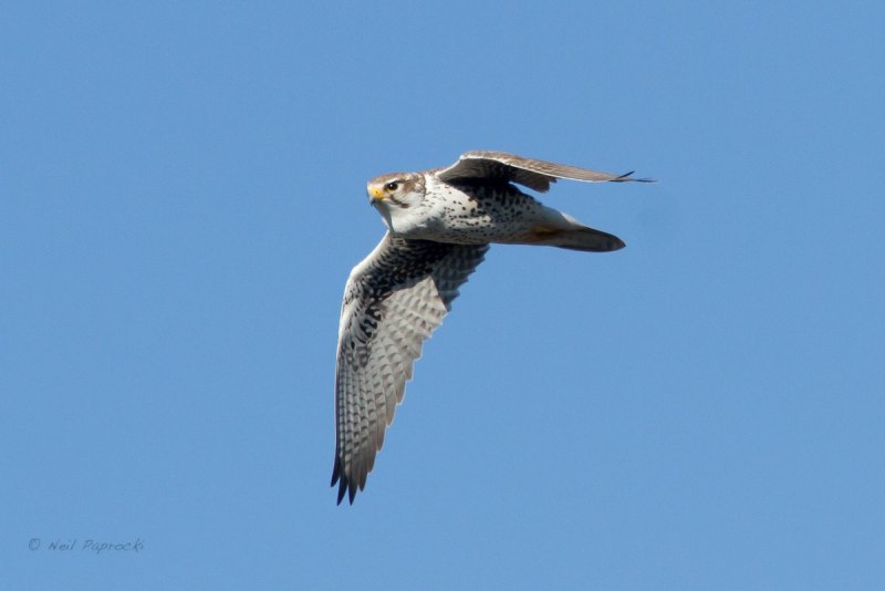 Falco mexicanus
