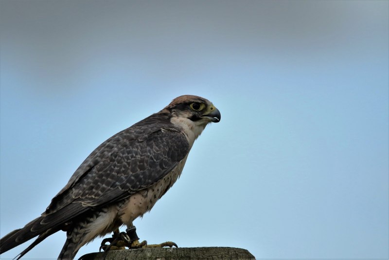 Балобан Falco cherrug