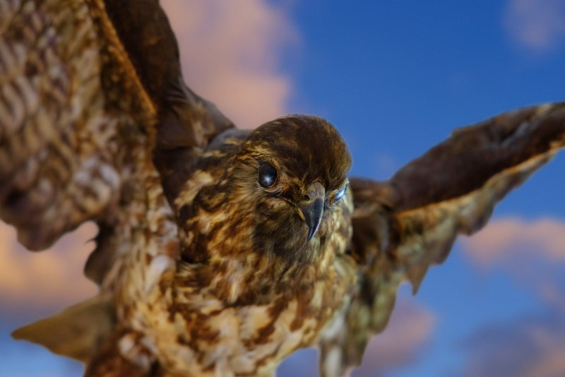 Bat Falcon