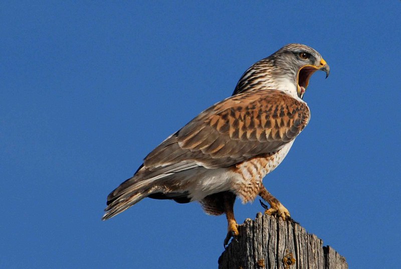 Buteo regalis