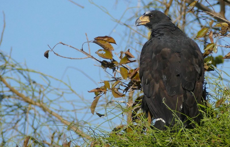Сапсан Falco peregrinus