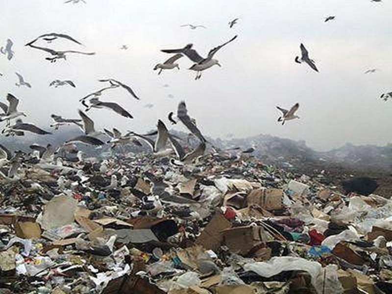 Свалка мусора Владивосток горностай