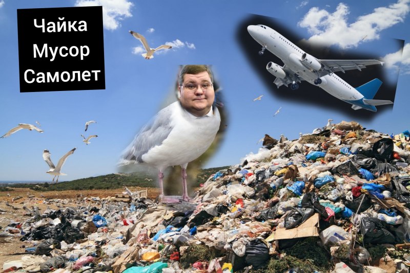 Чайка мусор
