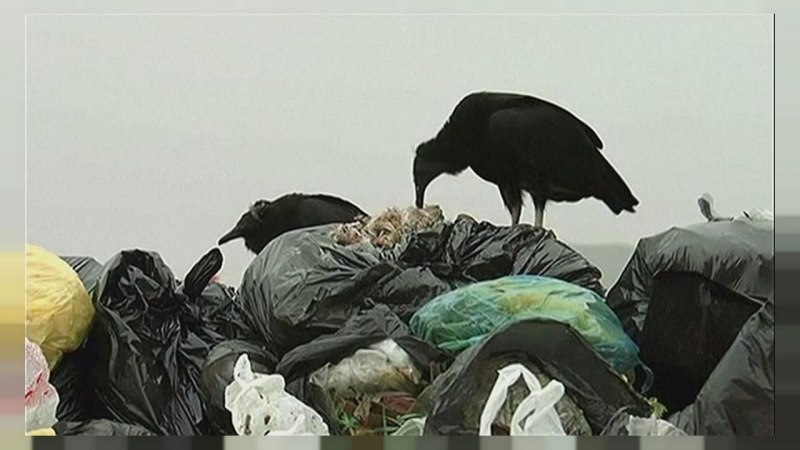 Экология мусор