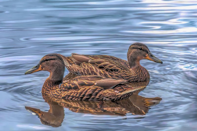 Anas platyrhynchos l. /кряква/