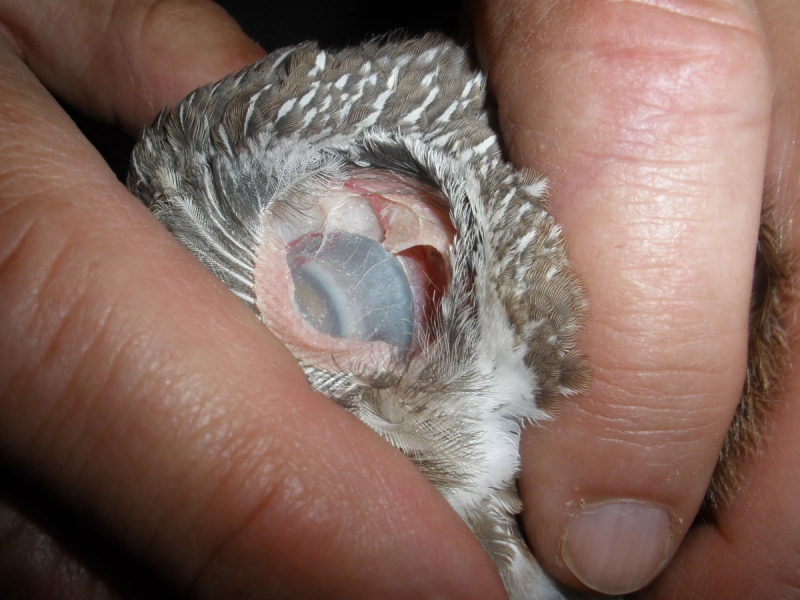 Глаз совы через ухо (73 фото)