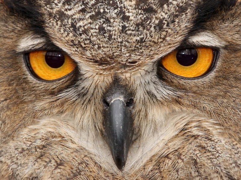 Eurasian Eagle Owl Prey