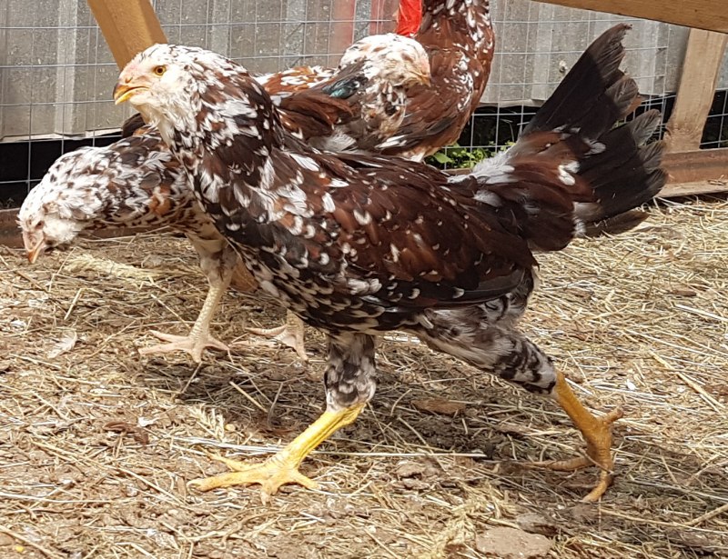 Орловские куры несушки