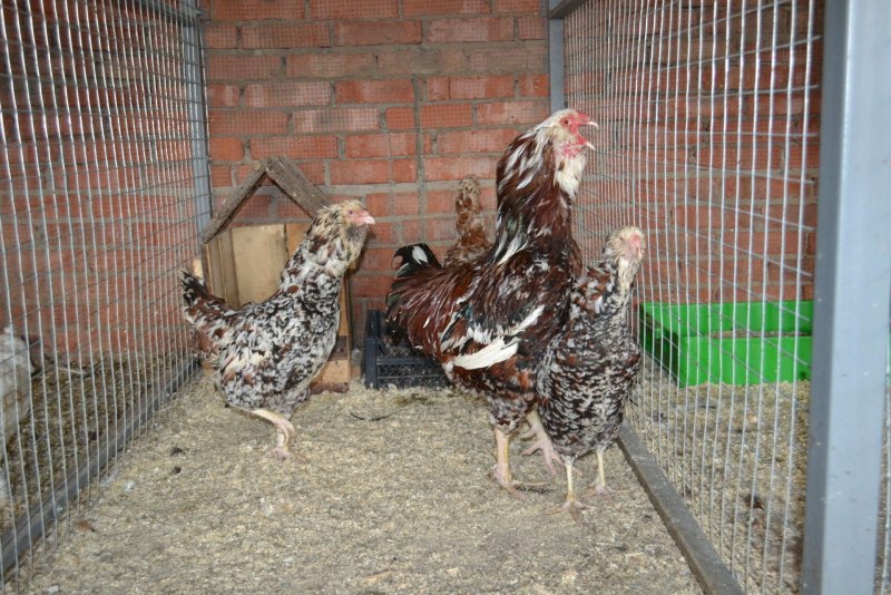 Цыплята Орловской ситцевой породы