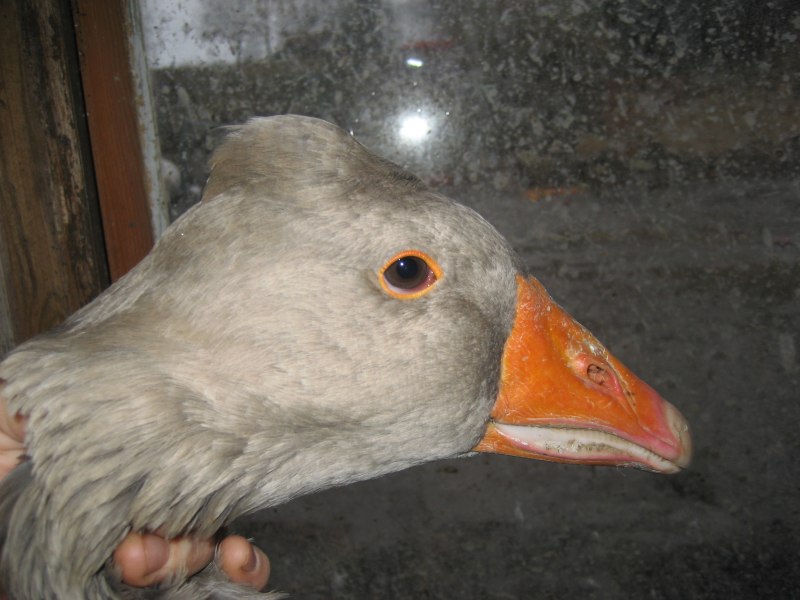 Башкирский Гусь