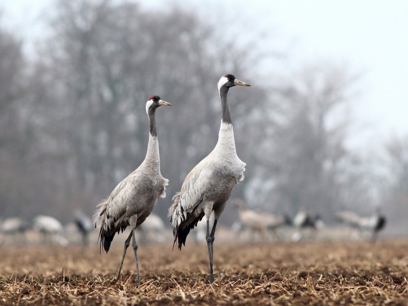 Журавль серый (Grus Grus Linnaeus, 1758)
