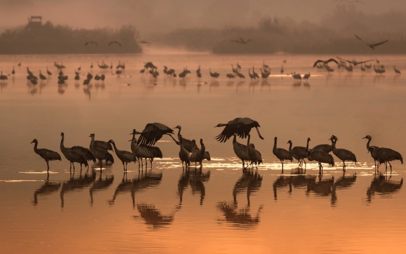 Пернатые саванны на водопое