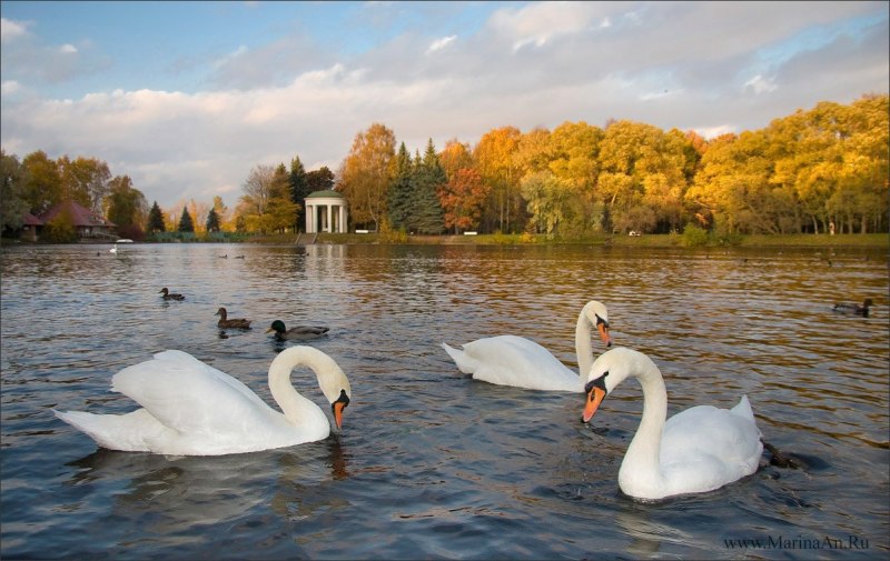 Летний сад в Санкт-Петербурге лебеди