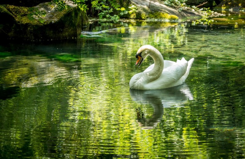 Водоем с лебедями