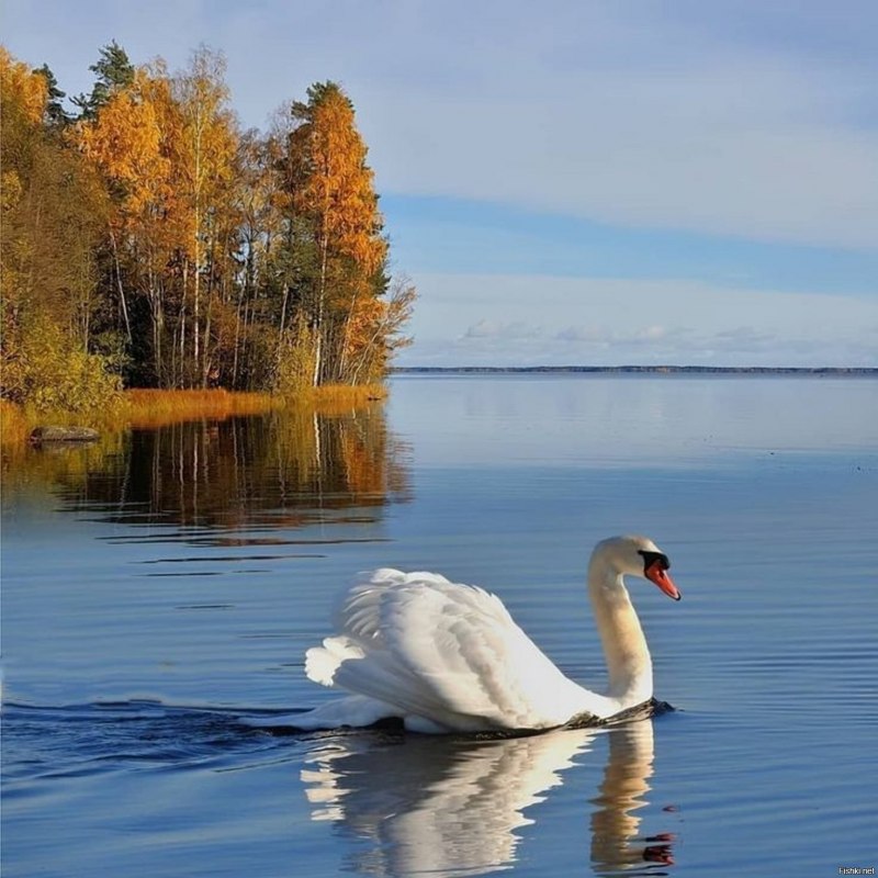 Белые лебеди на озере