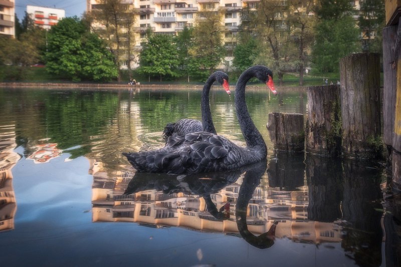 Лебеди в пруду с лебедятами