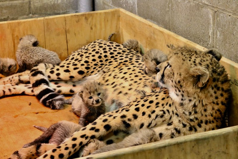 Кошка выкормила рысенка