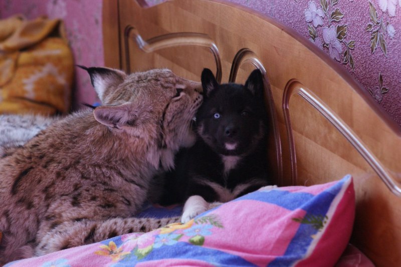 Домашний зоопарк