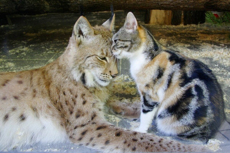 Кошка Дуся Ленинградский зоопарк
