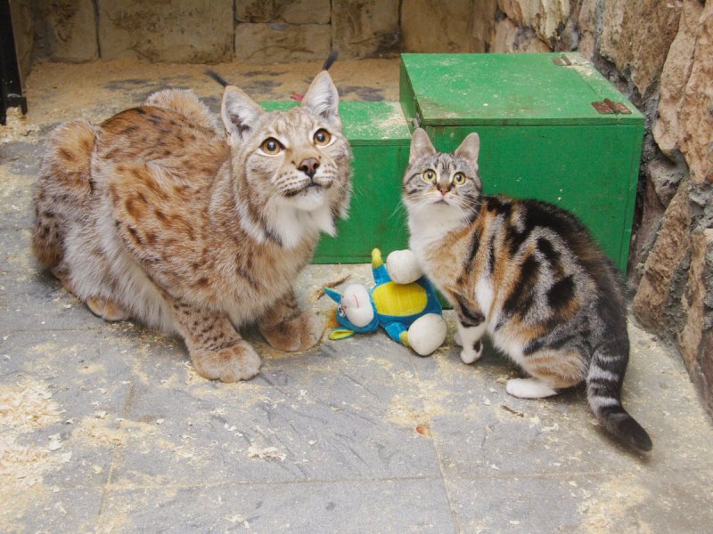 Детский зоопарк «Kid Zoo» Владимир