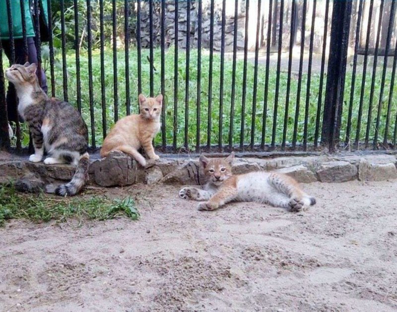 Медведь в неволе