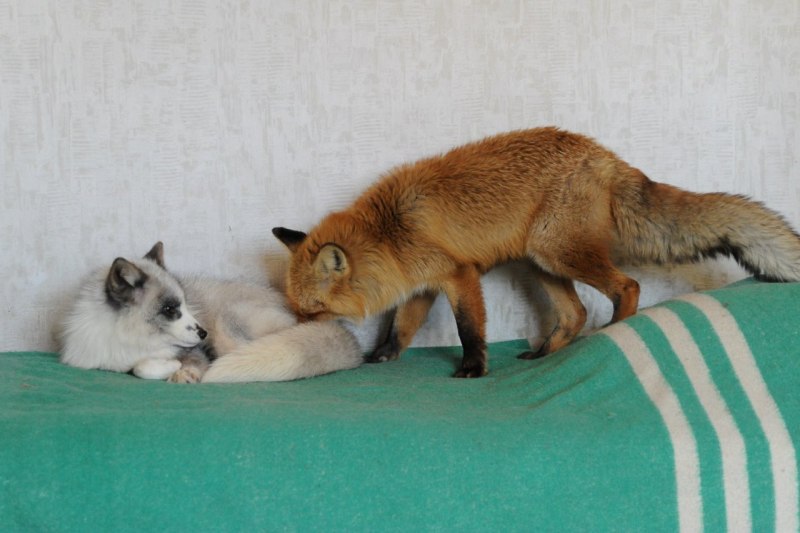 Дикие животные которые живут дома