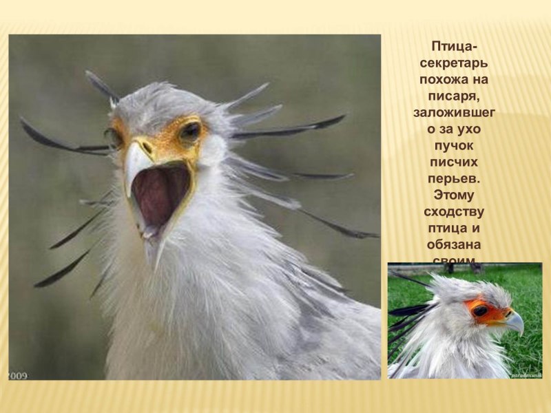Самые смешные птицы