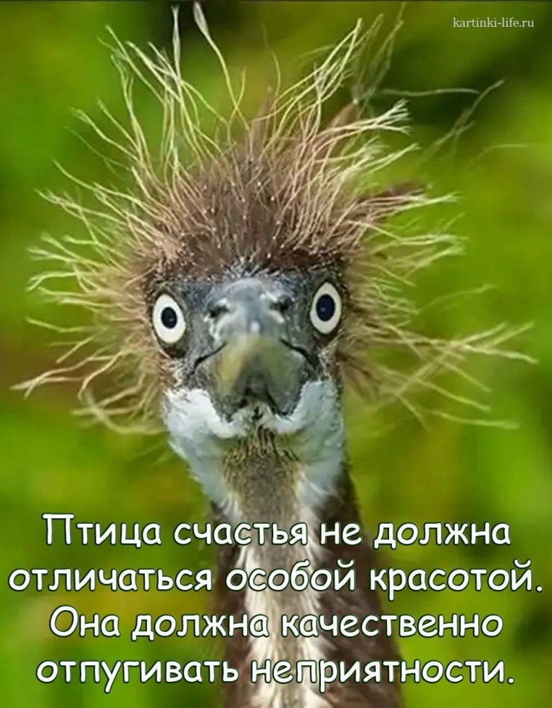 Взъерошенная птичка