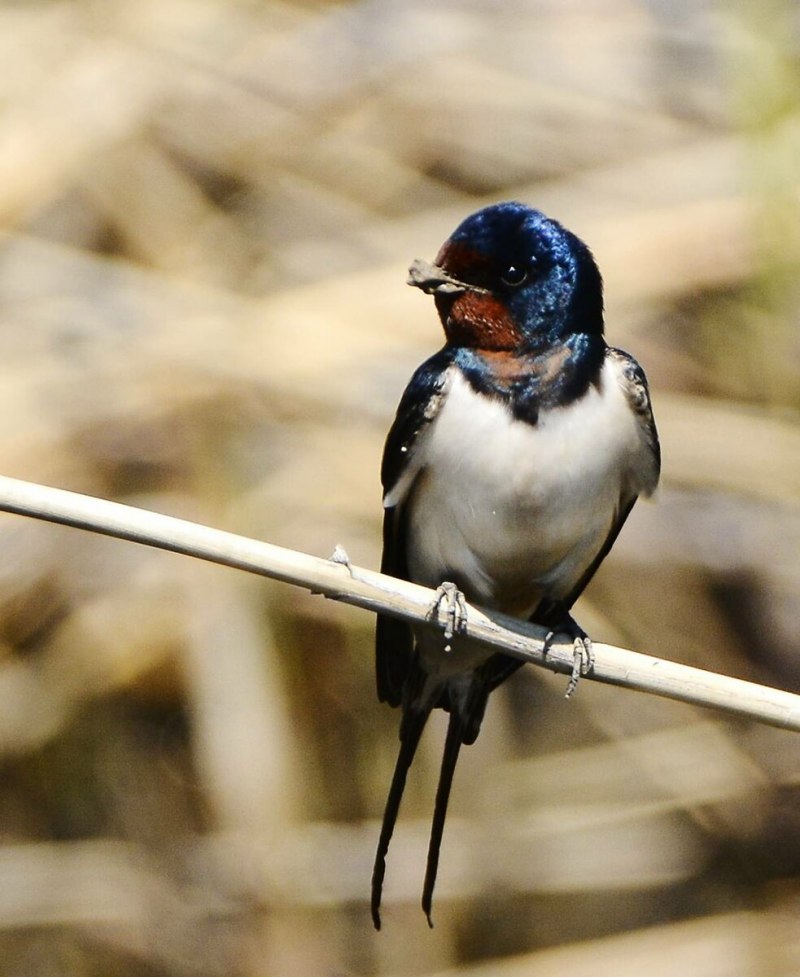 Деревенская Ласточка – Hirundo Rustica