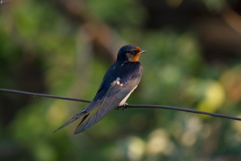 Ласточка городская (Delichon urbicum)