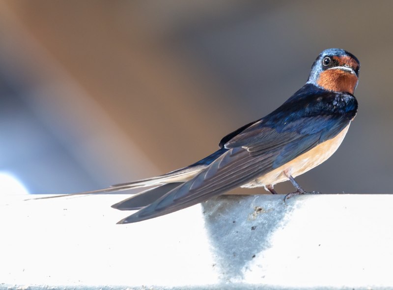 Деревенская Ласточка – Hirundo Rustica
